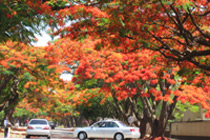 Flamboyant trees line the streets of Harare