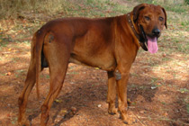 Rhodesian Ridgeback "Hector"