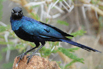 Glossy Starling