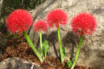 Wild flowers at Cleveland Dam